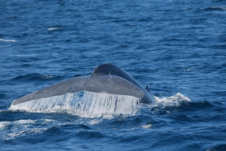 Whale Watching Day Trip to Mirissa From Colombo Or Negombo - Photo 1 of 2